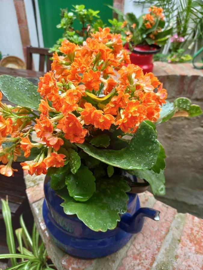 Apartament Casa Museo Jerez Centro Jerez de la Frontera Zewnętrze zdjęcie